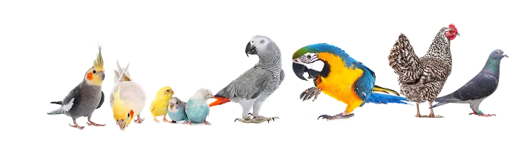 Animais